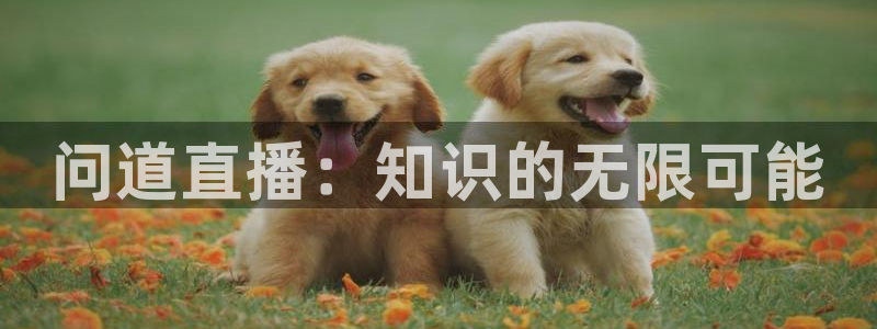 山猫体育篮球直播
