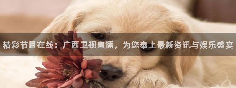山猫足球免费直播高清版：精彩节目在线：广西卫视直播，为您奉上最新资讯与娱乐盛宴